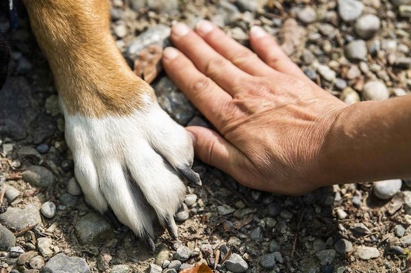 Paw health in dogs