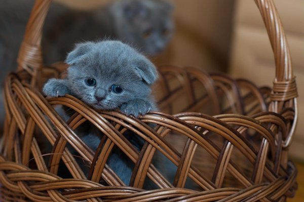 The importance of play in kitten development